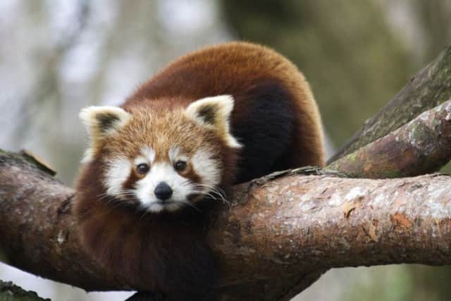 Ginger, the young female red panda, arrived on Sunday from the Netherlands. Photo: Centre Press