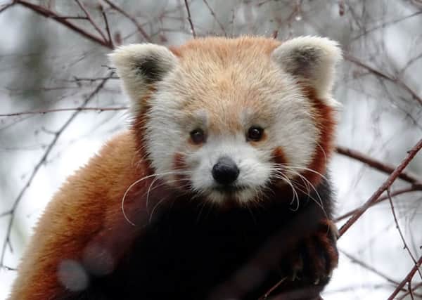 Male red panda Bruce at Edinburgh Zoo. Photo: Centre Press
