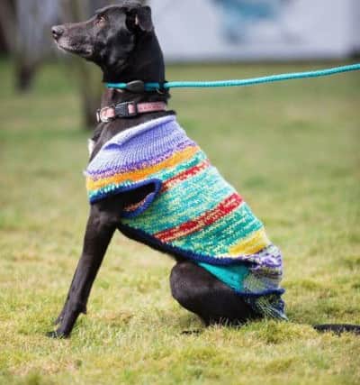 Black dogs are usually the last to be chosen for rehoming so the SWIs expert knitters are coming to the rescue....knitting colourful coats for dark dogs to wear.