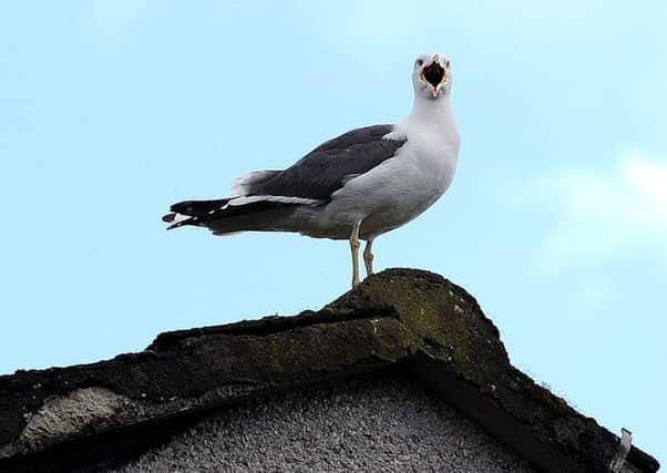 Is action needed to tackle seagulls in the Capital?