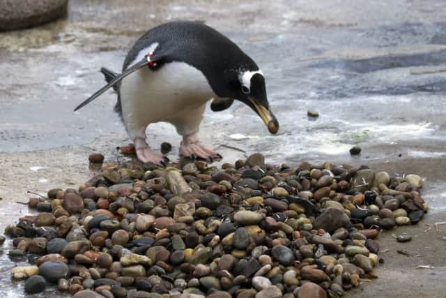Male penguins picking up shiny pebbles which they will use to impress potential mates. Picture; Katie Paton