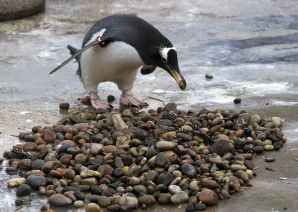 Male penguins picking up shiny pebbles which they will use to impress potential mates. Picture; Katie Paton