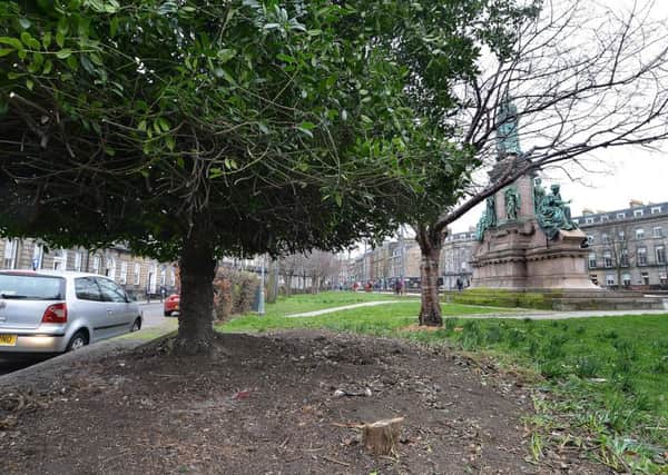 The tree behind the Gladstone monument has been thoroughly trimmed in a bid to deter people using it as a place to take drugs. Picture: Jon Savage