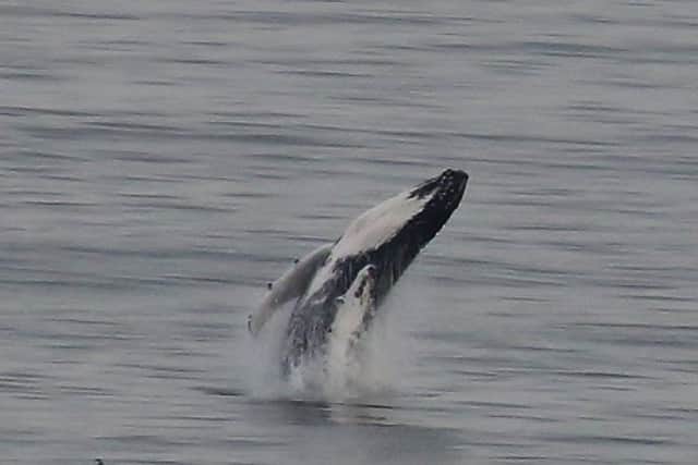 A humpback whale breaching in the Firth of Forth of the coast of Kinghorn, Fife. Picture; Allan Brown; SWNS