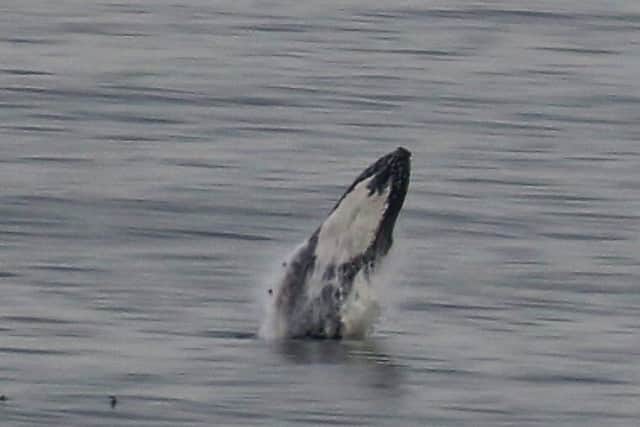 A humback whale in the Forth. Picture; Allan Brown; SWNS