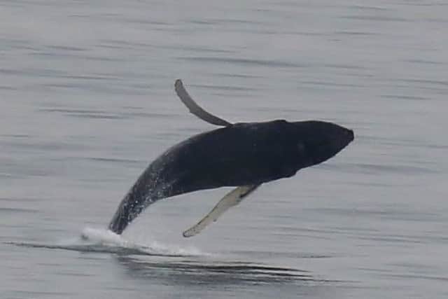 A humpback whale breaching in the Firth of Forth of the coast of Kinghorn, Fife. Picture; Allan Brown; SWNS