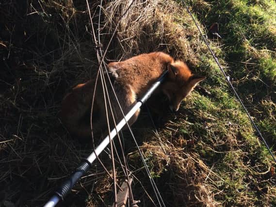 The Scottish SPCA is appealing for information after a fox was cut from a snare in the Midlothian area. (Photo: Scottish SPCA)