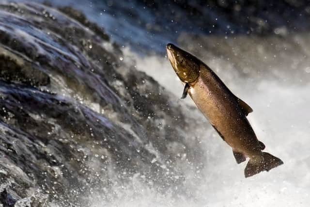 A leaping salmon on its way to mate and spawn