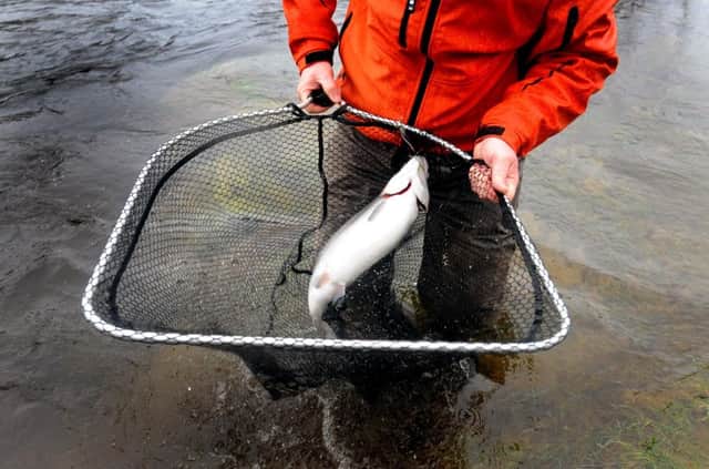 A fisherman nets a legal salmon - unlike Gerry when he tried his hand at poaching. Picture: Lisa Ferguson