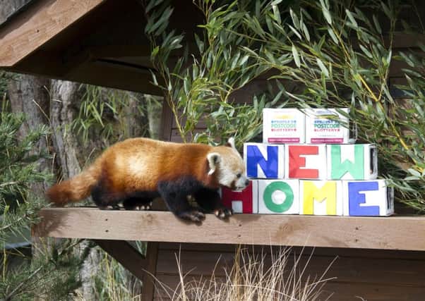 One of the new Red Pandas is welcomed to Edinburgh Zoo. Picture: RZSS/Katie Paton