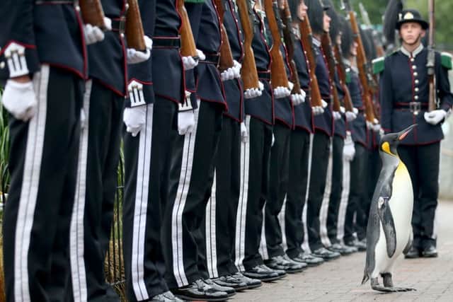 Uniformed soldiers of the King of Norway's Guard parade for inspection by their mascot, king penguin Nils Olav Picture; Jane Barlow