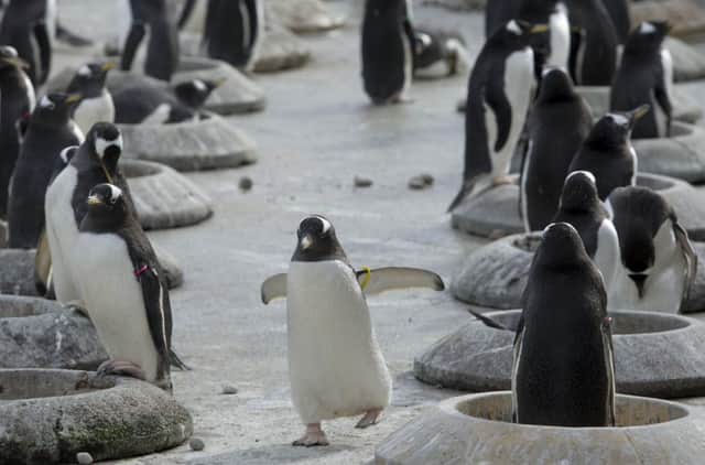 Penguins in their pebble ritual at Edinburgh Zoo. Picture Ian Rutherford