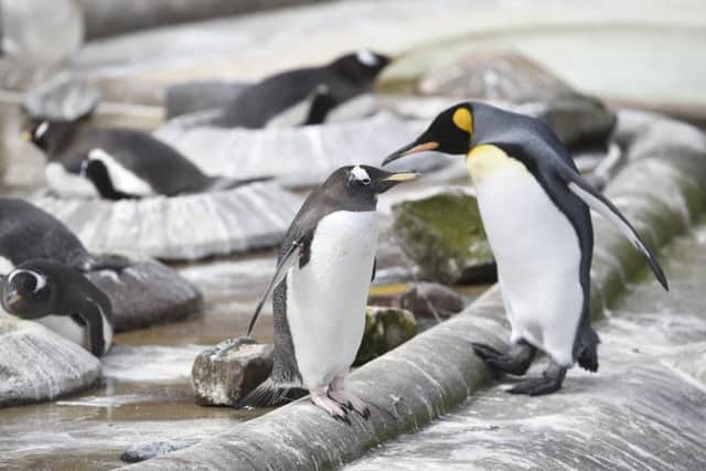 Nesting Gentoo Penguins and King Penguins at Edinburgh Zoo. Picture; Greg Macvean