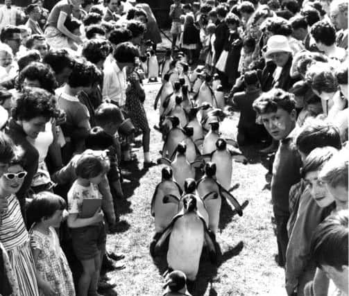 Children flank the Penguin parade at Edinburgh Zoo in July 1962
