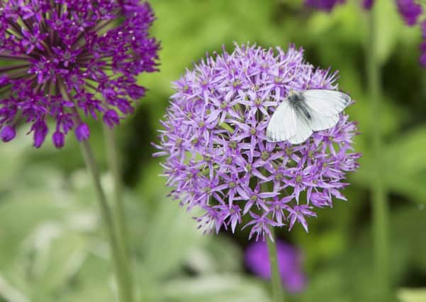 Scotland's butterfly population is in decline