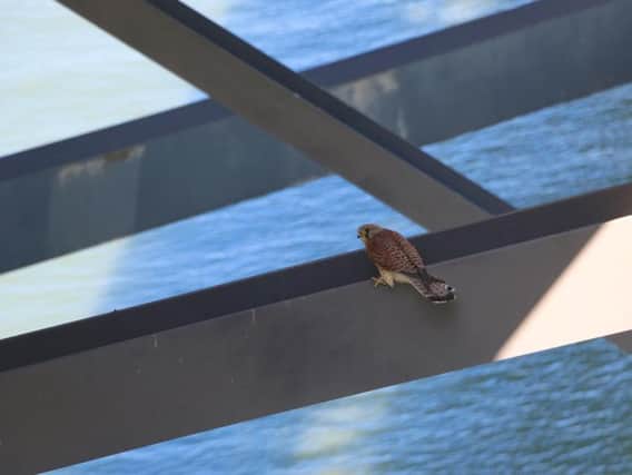The kestrels nest was spotted beneath the bridge carriageway. Picture: Forth Road Bridge