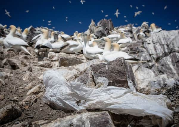 Plastic waste sits inches away from the gannet nesting ground. Picture: Kajsa SjÃ¶lander/Greenpeace