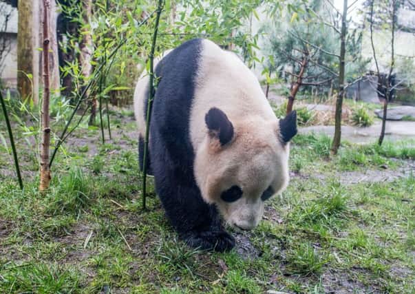 Tian Tian (pictured) and Yang Guang are the UKs only giant pandas. Picture: Ian Georgeson