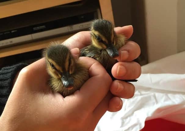 2 ducklings have been rescued from a drain. Picture; SSPCA