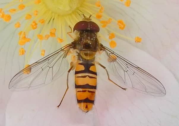 The  Marmalade Fly has wasp-like markings.