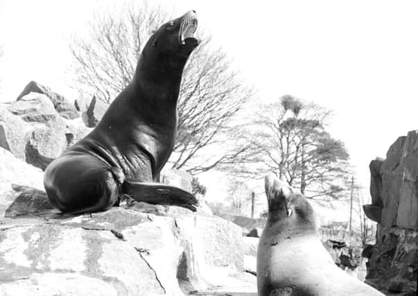 Two sea lions at Edinburgh Zoo made a break in 1924 and were found basking in the Water of Leith. PIC: TSPL.
