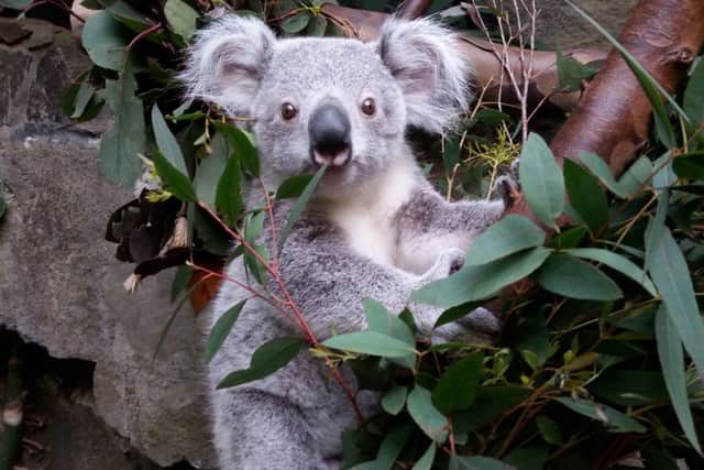 The first koala to be born in the UK - Yooranah - was born at Edinburgh Zoo. Picture: Contributed
