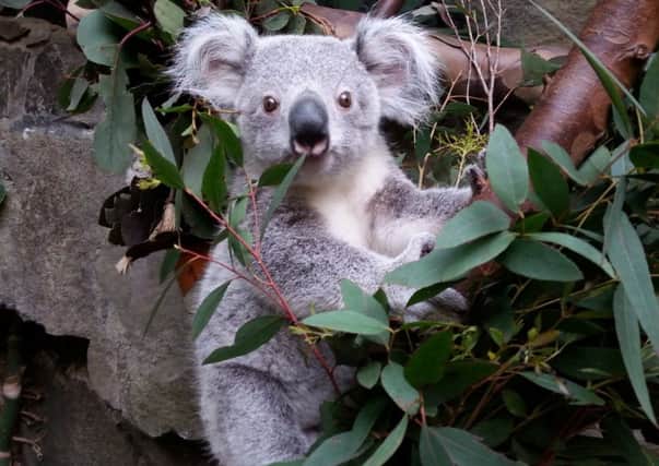 The first koala to be born in the UK - Yooranah - was born at Edinburgh Zoo. Picture: Contributed