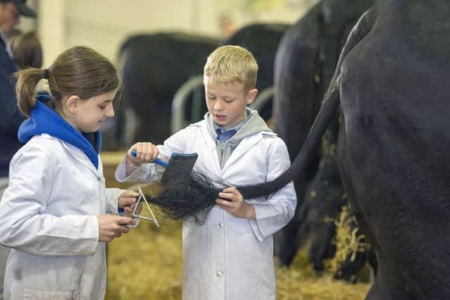 Young cattle handlers, Kirsty Clark, 11, and Robbie Clark, nine, help comb the tail of an Aberdeen Angus cow. Picture: Ian Rutherford