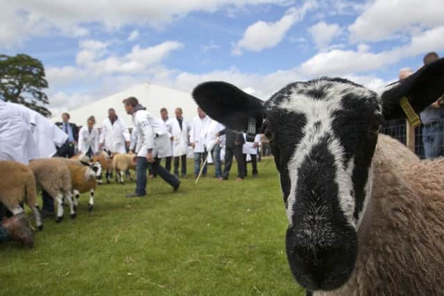 Royal Highland show enjoyed a record year.
