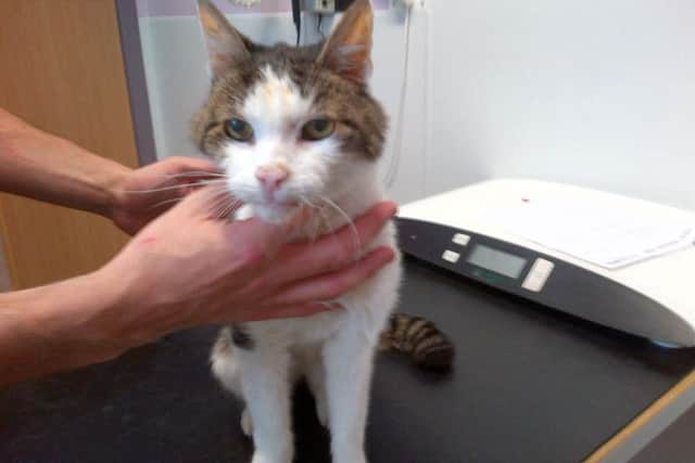 Tiga was exposed to 'unnecessary suffering'. Pic: SSPCA