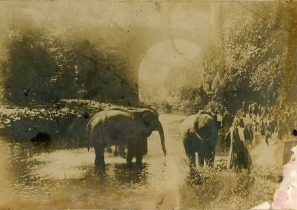 Elephants in the River Esk at Ironmills, Dalkeith.