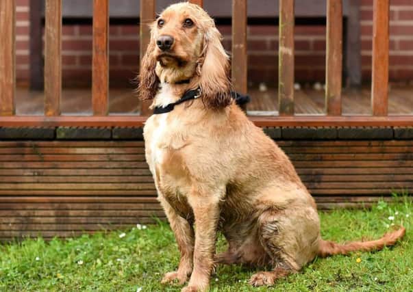 Dougie the Cocker Spaniel sits'. A dog owner nearly lost their pet after it nearly died from swallowing a stick. (Photo by Anthony Devlin/Getty Images)