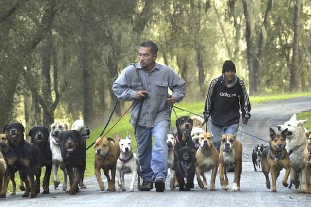 If only everyone was as good with dogs as US TV 'Dog Whisperer' Cesar Millan. (AP Photo/The Tribune, Jayson Mellom)
