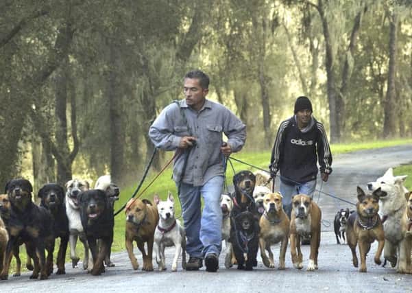If only everyone was as good with dogs as US TV 'Dog Whisperer' Cesar Millan. (AP Photo/The Tribune, Jayson Mellom)