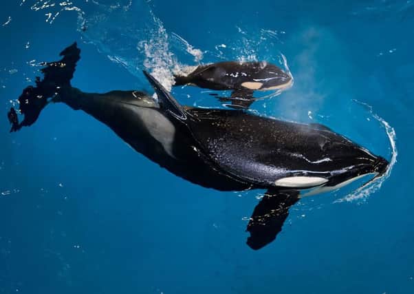 Kyara was the final killer whale born under Seaworld and died at 3 months old. Picture; AP