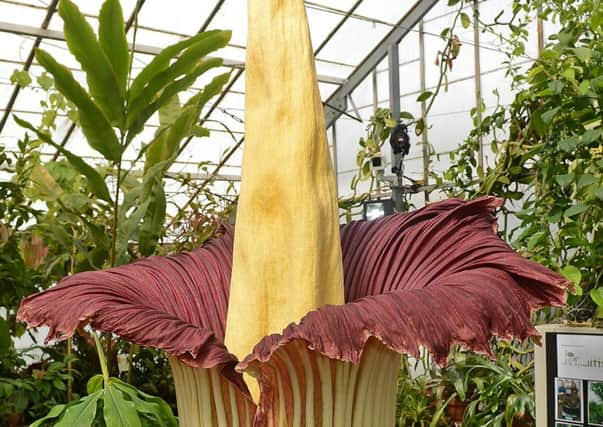 Visitors are expected to flock to The Royal Botanic Gardens in Edinburgh (RBGE)  to see the giant Amorphophallus Titanum flowering.