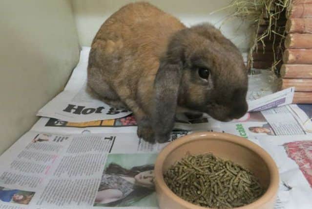 The Scottish SPCA are urging rabits to be rehomed rather than bought.