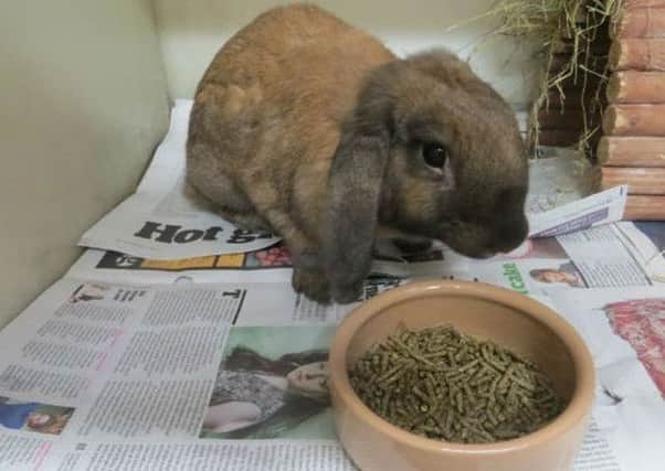 The Scottish SPCA are urging rabits to be rehomed rather than bought.