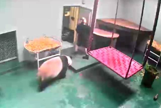 AC picture shows a zoo keeper fleeing to safety after a giant panda was mistakenly let back in to its enclosure.
Picture: DEADLINE