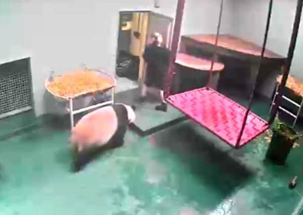 AC picture shows a zoo keeper fleeing to safety after a giant panda was mistakenly let back in to its enclosure.

Picture: DEADLINE