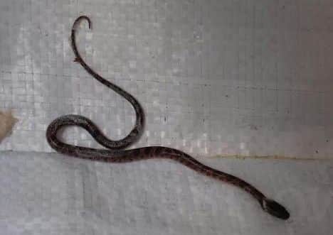 The snake was found in a pineapple from a local store.