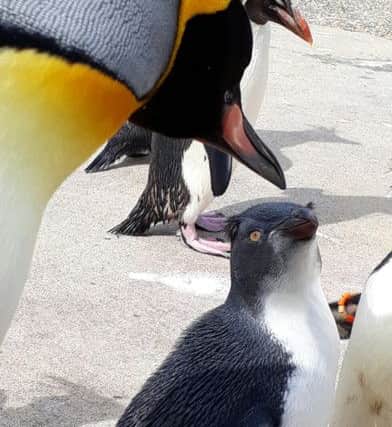 Sir Nils greets the endangered chick. Picture: Edinburgh Zoo/Contributed