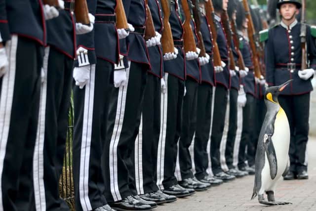 Sir Nils Olav is the world's highest ranking penguin. Picture: PA
