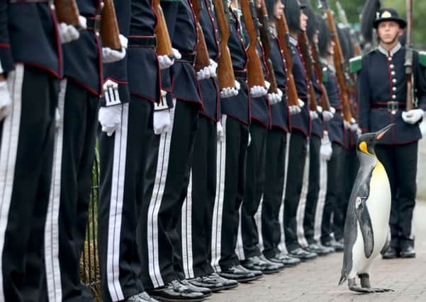 Sir Nils Olav is the world's highest ranking penguin. Picture: PA