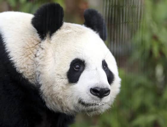 Could Tian Tian give birth to a cub tomorrow? Picture: AP