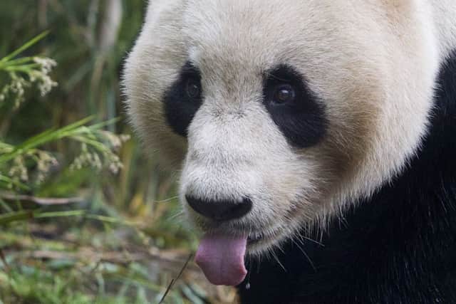 Tian Tian will not be giving birth today, the zoo has confirmed. Picture: SWNS