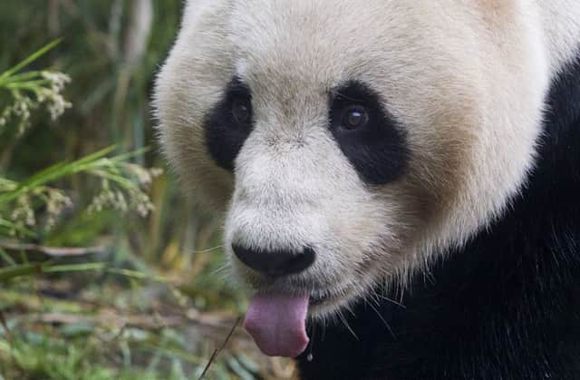 Tian Tian will not be giving birth today, the zoo has confirmed. Picture: SWNS