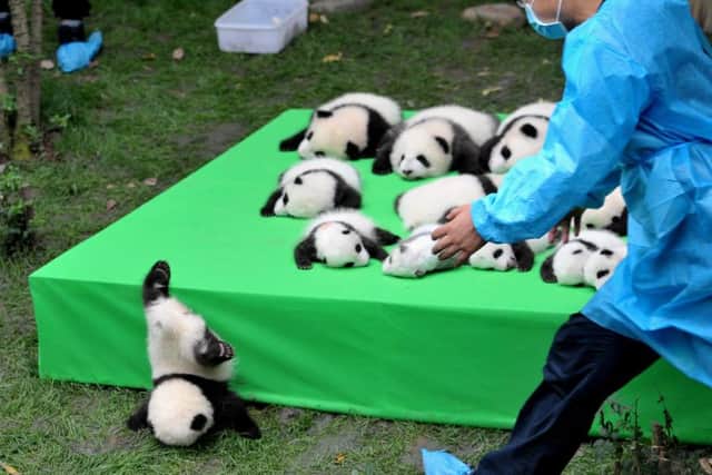 CHENGDU, CHINA - SEPTEMBER 29:  23 giant panda cubs make their debut to the public at Chengdu Research Base in China  (Photo by VCG/VCG via Getty Images)