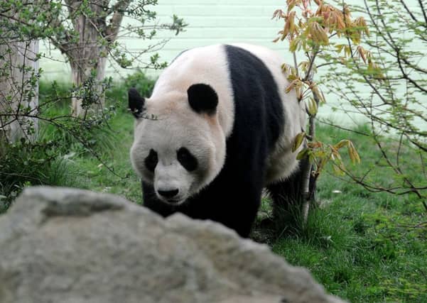 Tian Tian at Edinburgh Zoo yesterday; Cubs born outside of China are returned after two years, mimicking the age of natural dispersal in the wild . Picture: Lisa Ferguson/EEN