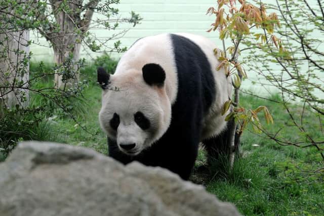 Tian Tian at Edinburgh Zoo yesterday; Cubs born outside of China are returned after two years, mimicking the age of natural dispersal in the wild . Picture: Lisa Ferguson/EEN